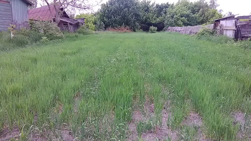 Grain grown inside Chernobyl’s Exclusion Zone.